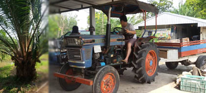 ปาล์มน้ำมัน